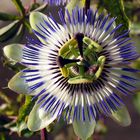 Passiflora