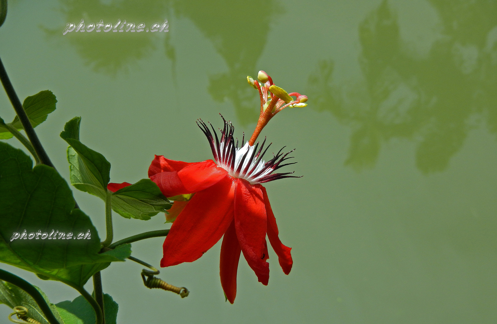 Passiflora coccinea