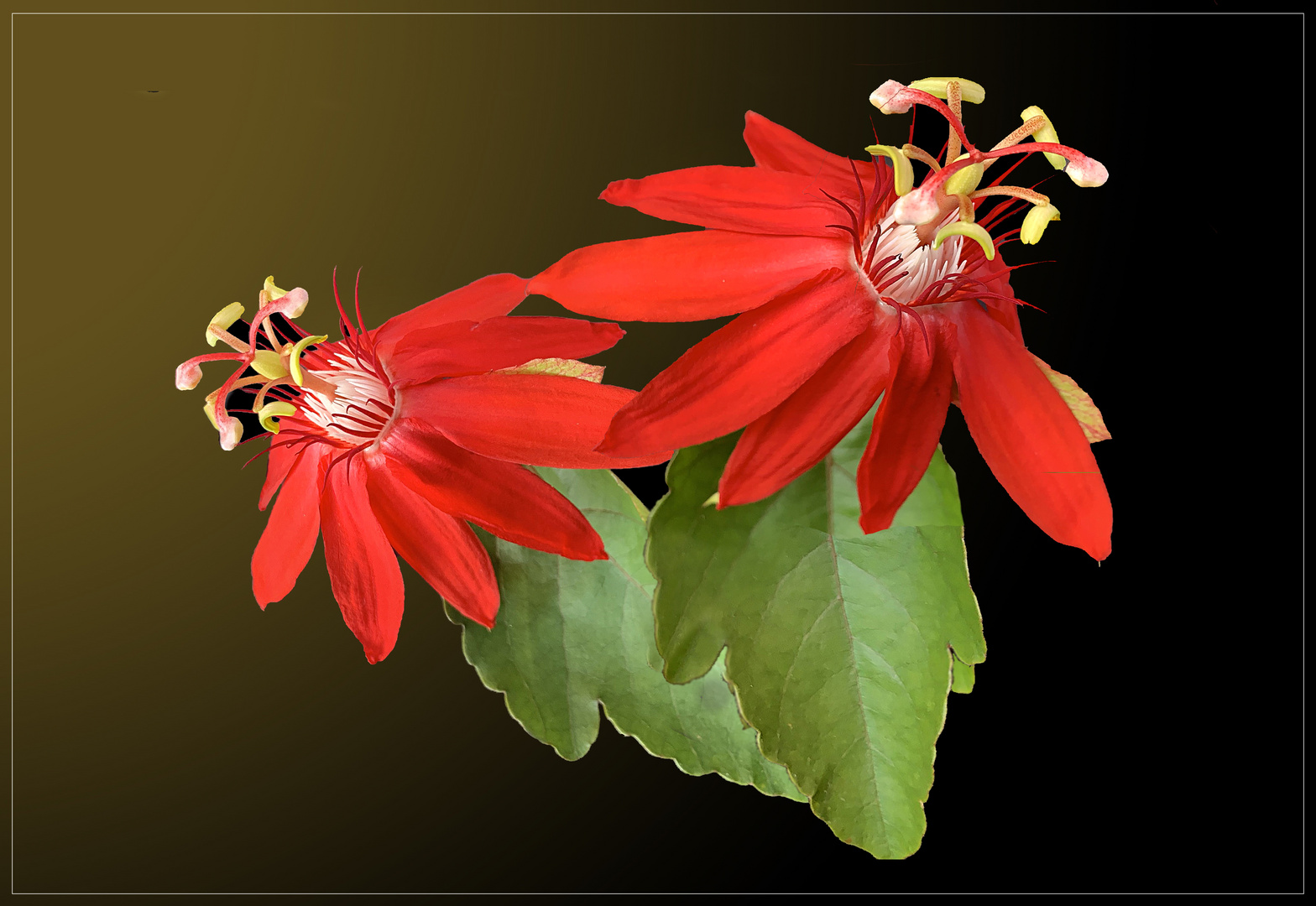 Passiflora coccinea 