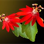 Passiflora coccinea 