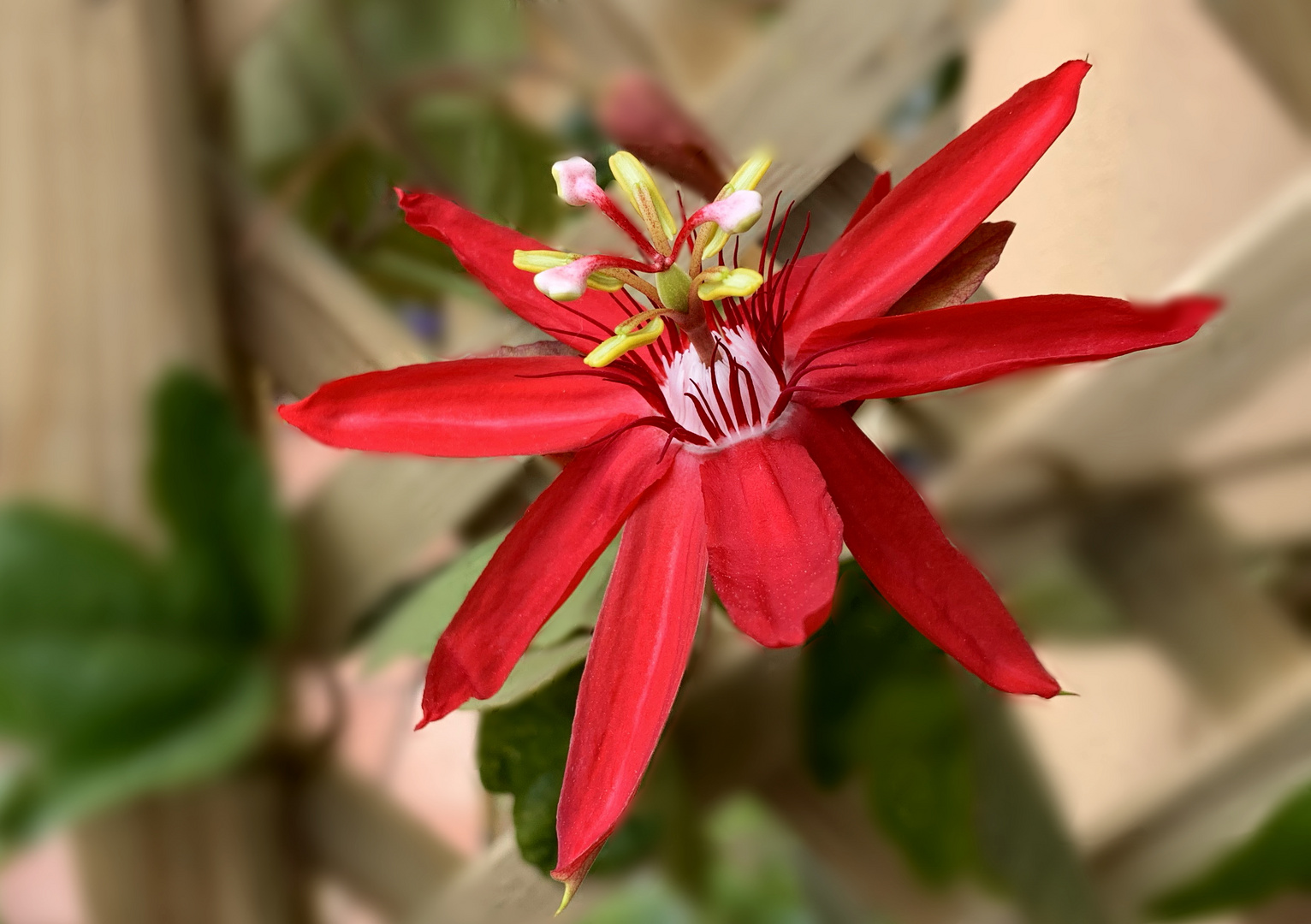 Passiflora coccinea