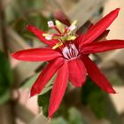 Passiflora coccinea