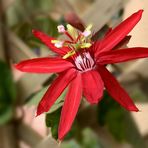 Passiflora coccinea