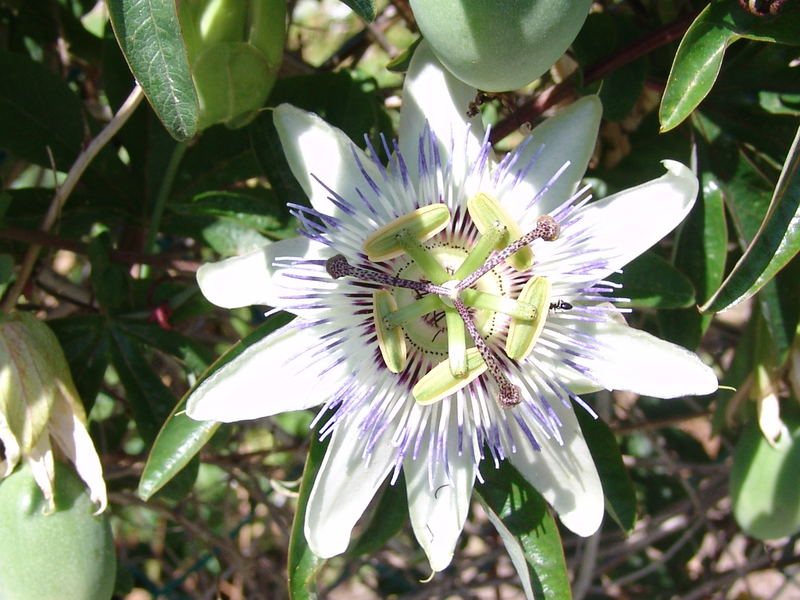 Passiflora con ospite (Corsica 2006)