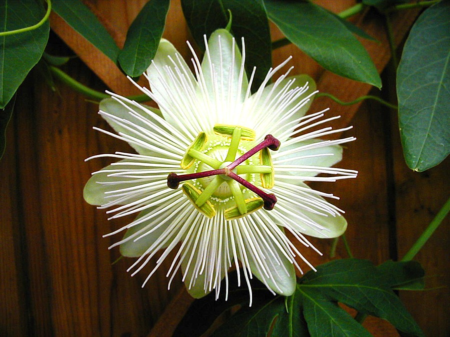 Passiflora 'Constance Elliot'