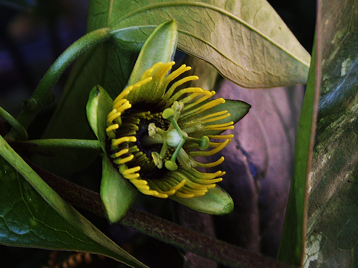 Passiflora coriacea