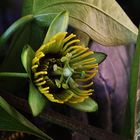 Passiflora coriacea