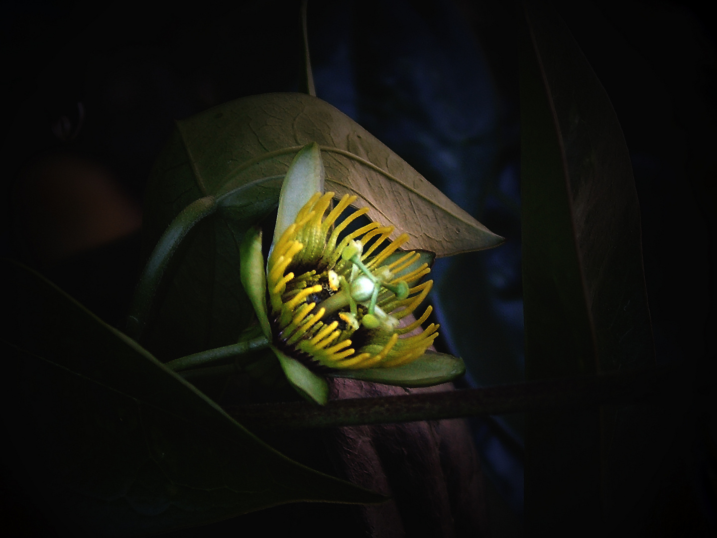 Passiflora coriacea