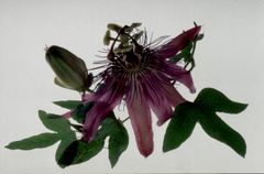 Passiflora