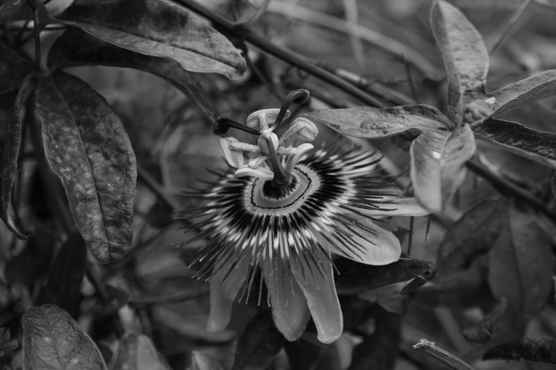 Passiflora