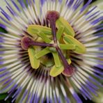 Passiflora