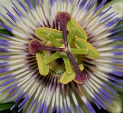 Passiflora