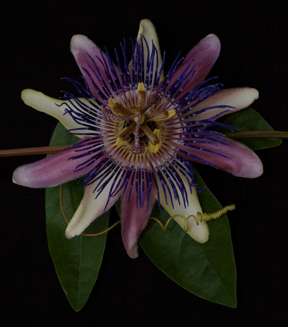 Passiflora