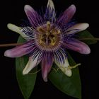 Passiflora