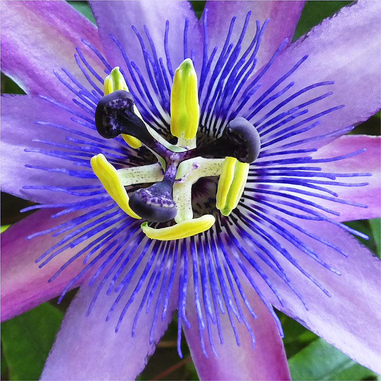 Passiflora