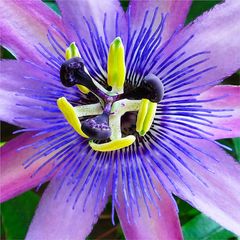 Passiflora