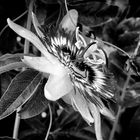 Passiflora