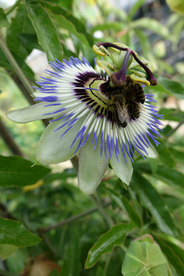 Passiflora