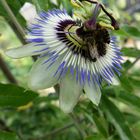 Passiflora