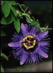 Passiflora