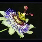 Passiflora die Dritte