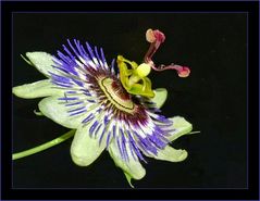 Passiflora die Dritte