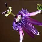 Passiflora - die eintägige Schönheit 