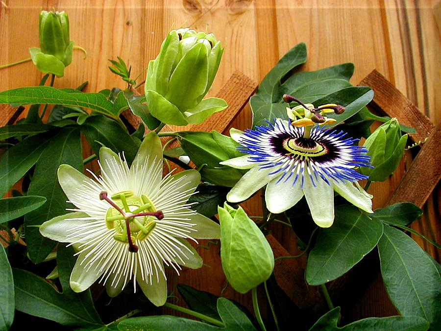 Passiflora - Duett