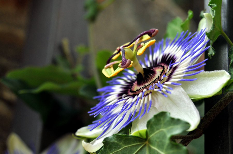 PassiflorA