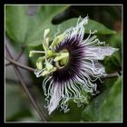 Passiflora