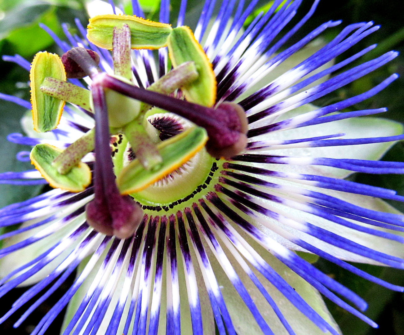 Passiflora