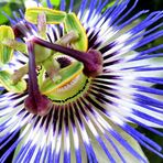 Passiflora