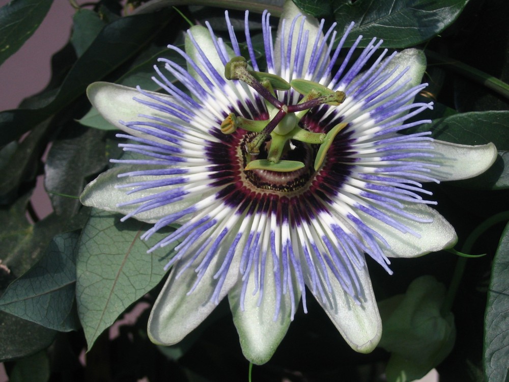 Passiflora