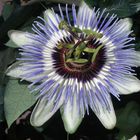 Passiflora