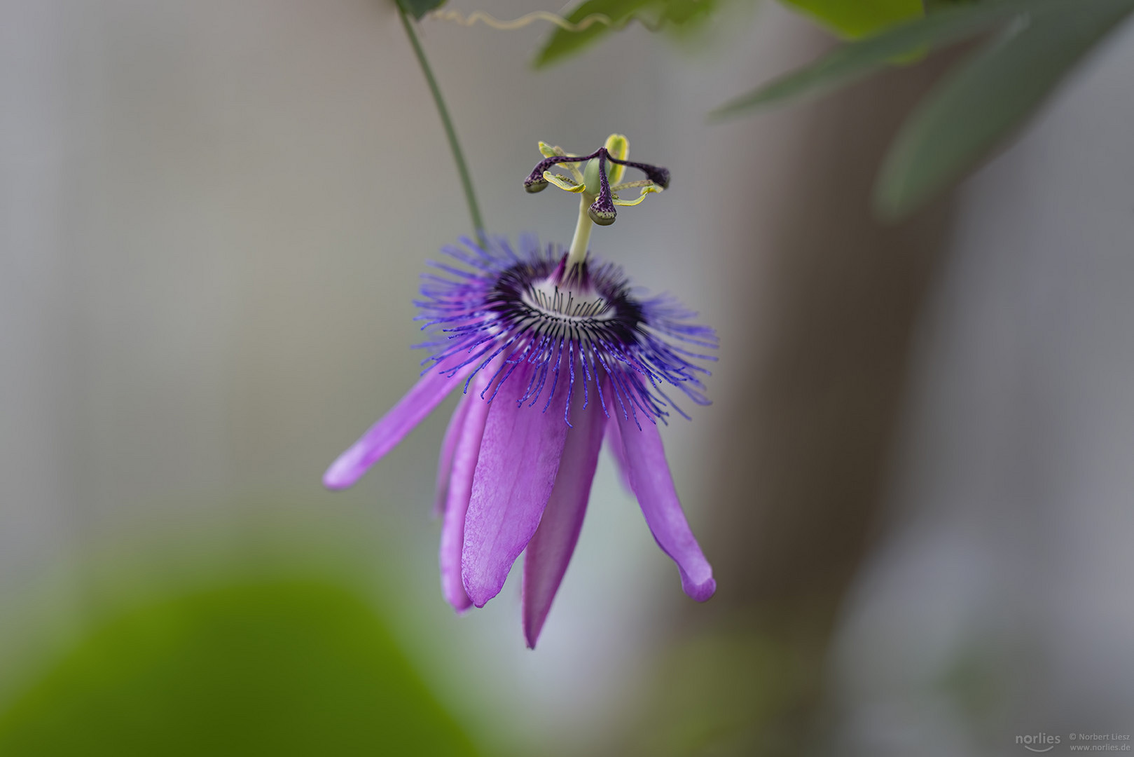 passiflora