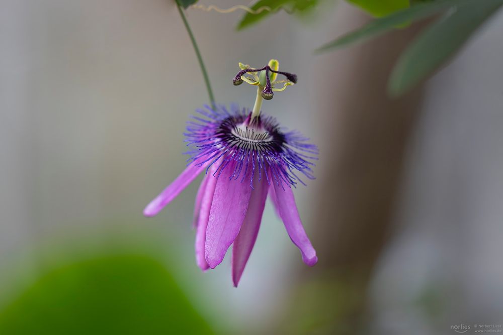 passiflora