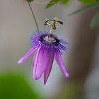 passiflora