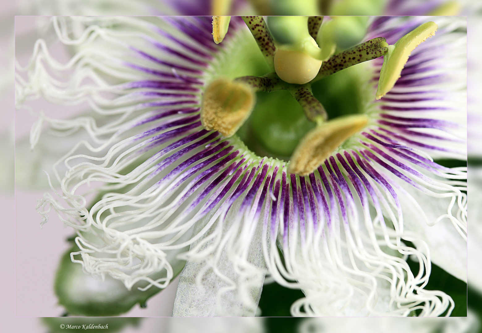 Passiflora edulis