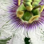 Passiflora edulis