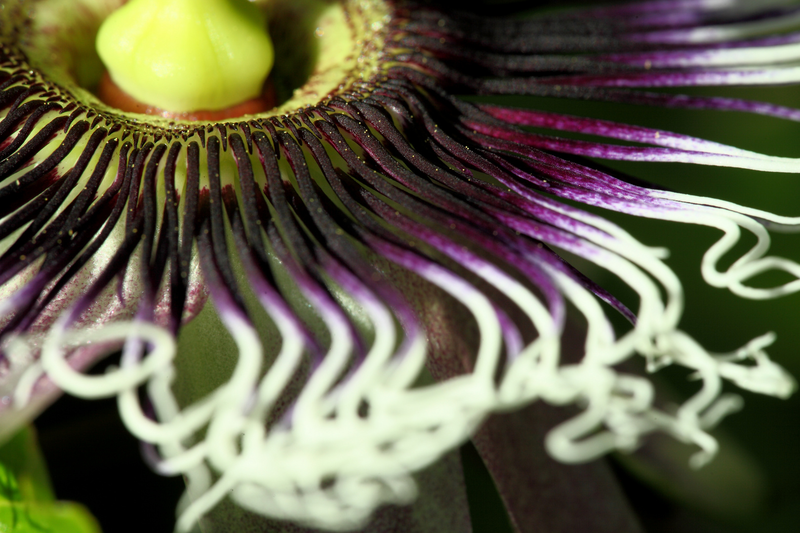 Passiflora edulis f. flavicarpa