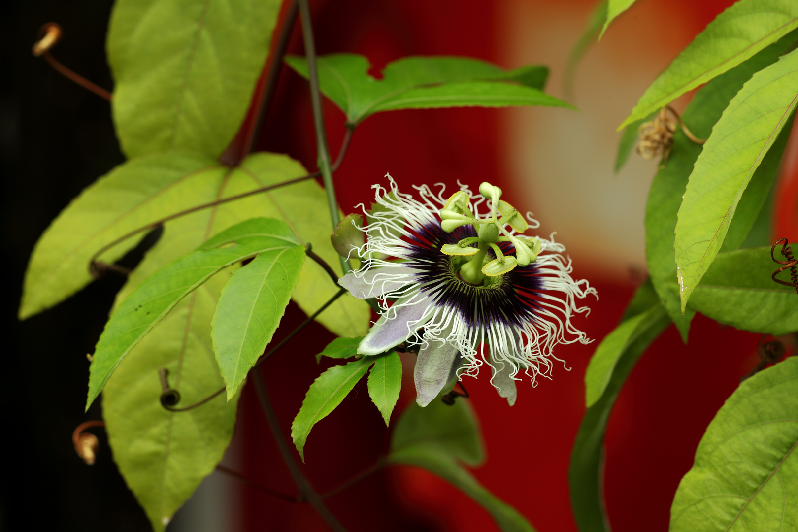 Passiflora Edulis