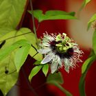 Passiflora Edulis