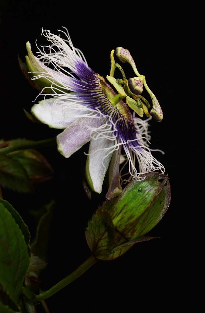 Passiflora edulis (Maracuja)