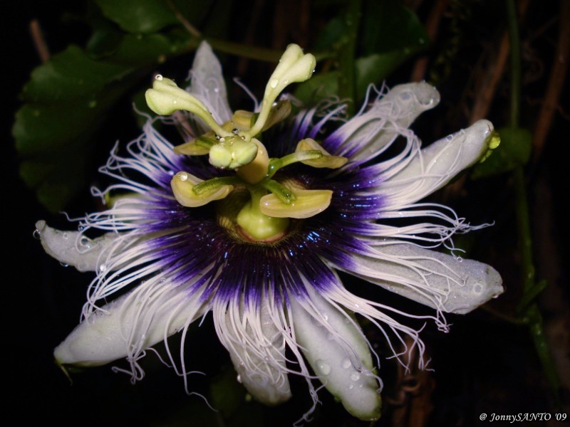 Passiflora Edulis (Pasionaria)