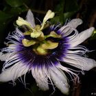 Passiflora Edulis (Pasionaria)