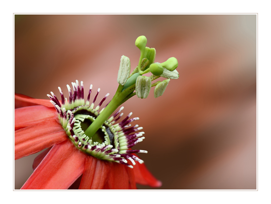 Passiflora