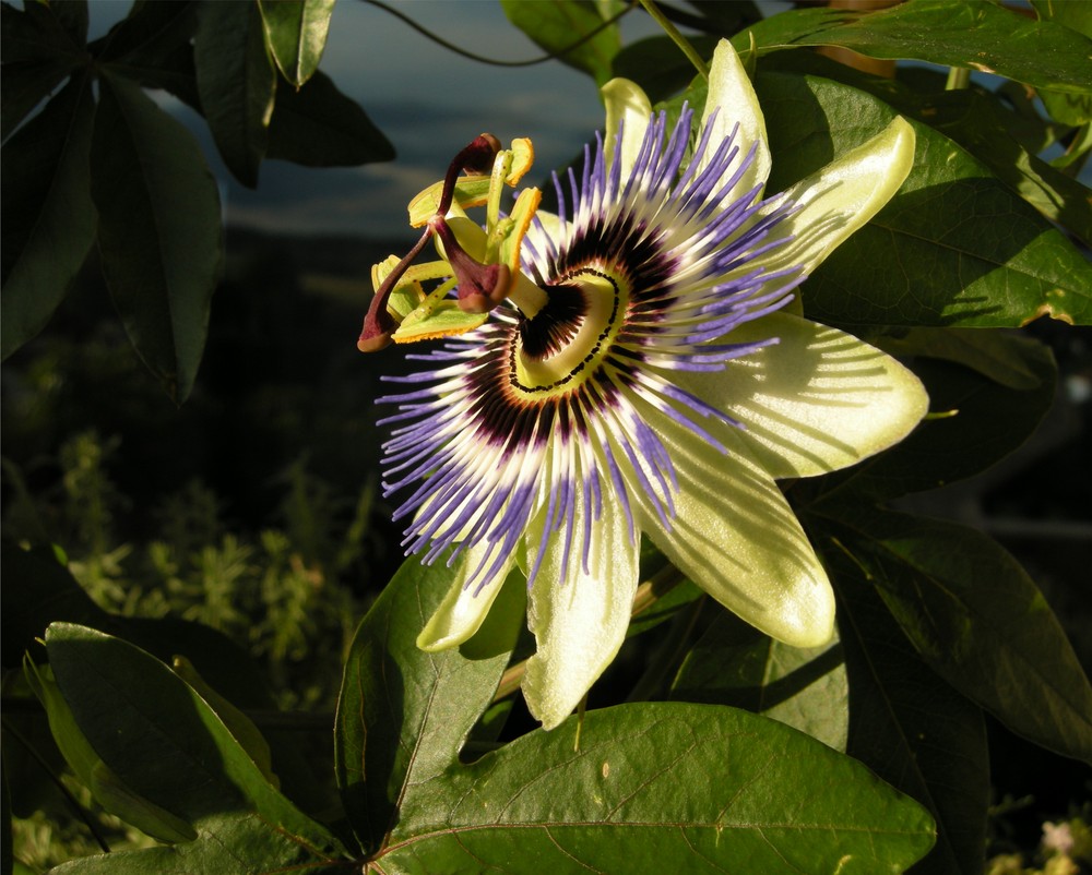 Passiflora