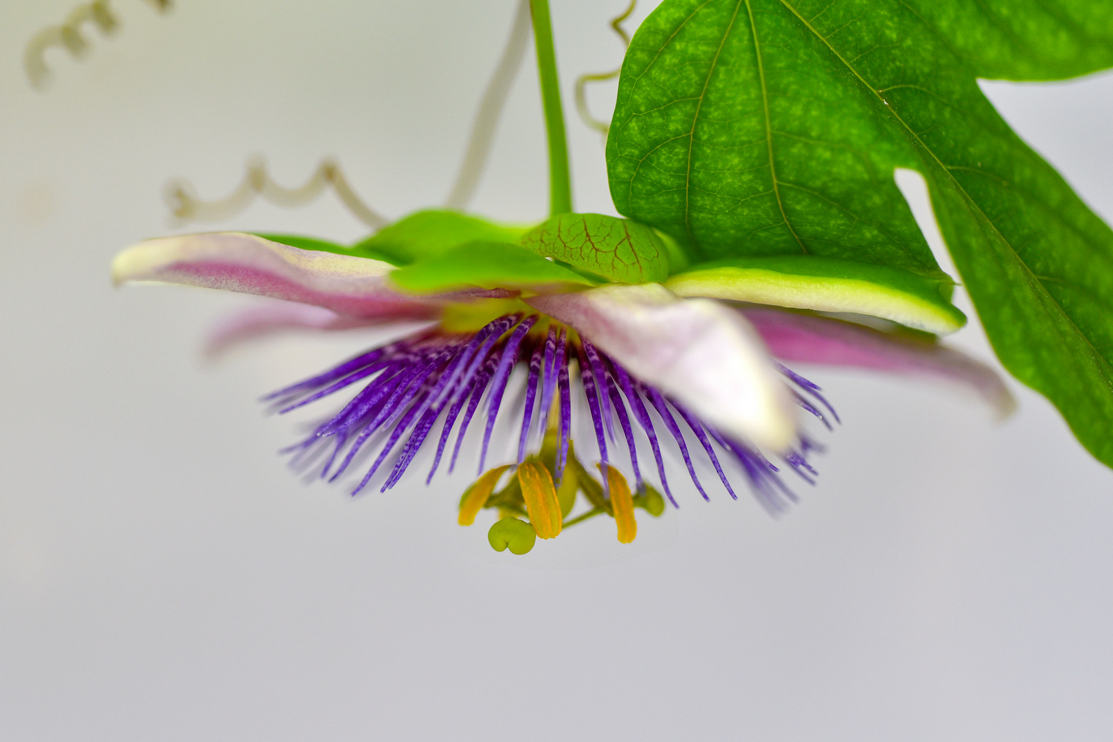 Passiflora Eugenia