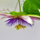 Passiflora Eugenia