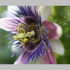 Passiflora